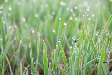Close up of fresh thick grass with dew drops in the early morning