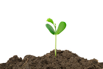 Young green sprout growing out from soil isolated on white background