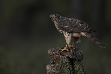 Eurasian goshawk