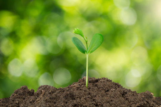 Young green sprout growing out from soil isolated on blurred green bokeh background