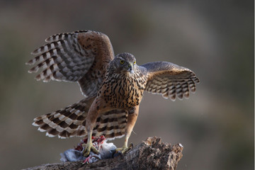 Eurasian goshawk