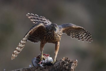 Eurasian goshawk
