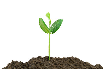 Young green sprout with water drop growing out from soil isolated on white background