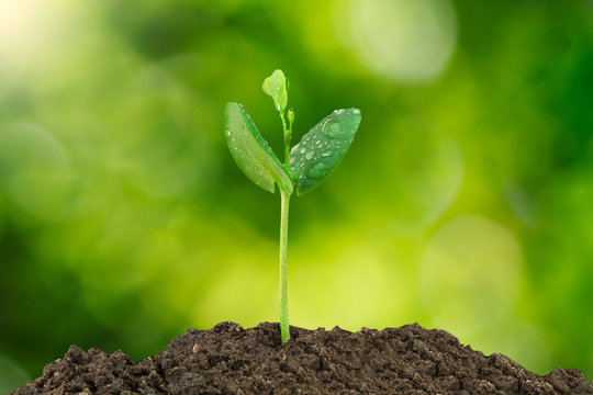 Young green sprout with water drop growing out from soil isolated on blurred green bokeh background, environmental concept