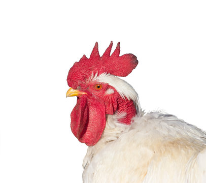 portrait of white rooster isolated on white background in profile closeup