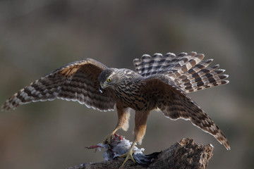 Eurasian goshawk