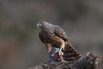 Eurasian goshawk