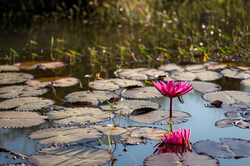 Pink Lotus