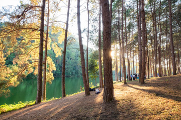 Pine forest sunlight shine on reservoir at sunset