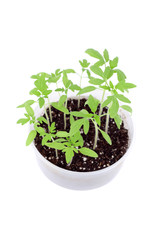 Sprouts growing