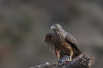 Eurasian goshawk