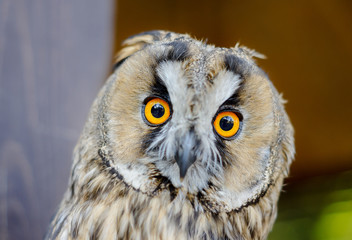 Little curious owl, close up