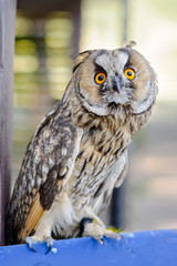 Little curious owl, close up