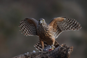 Eurasian goshawk