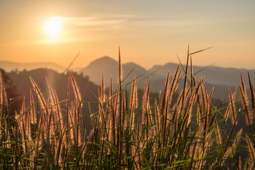 Golden meadow and mountain at sunset