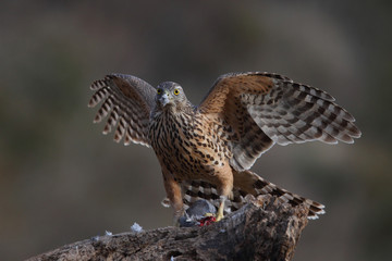 Eurasian goshawk