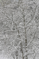Snowy branches of trees in the park