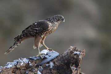 Eurasian goshawk