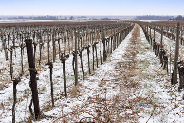 Fototapeta na wymiar Vineyard in Cold Winter Day with Snow Covered Vines