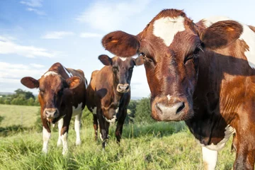 Fotobehang Ayrshire Cows © Richard