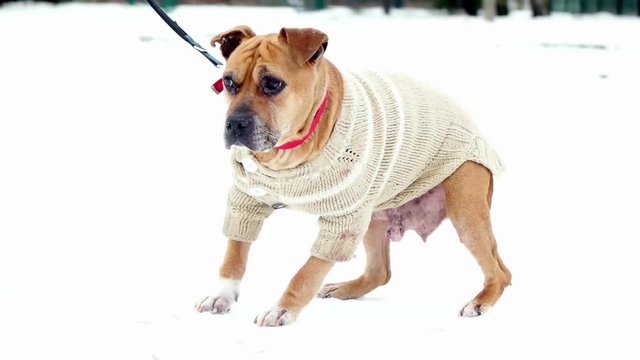 old dog on a leash walking winter, slow motion