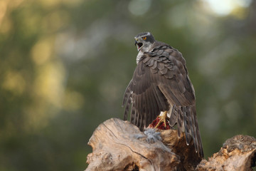 Eurasian goshawk