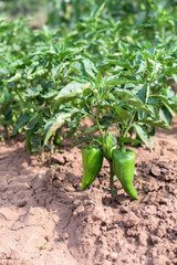 Pepper plant