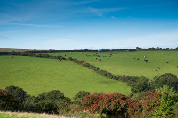 Cornish landscape with fields and meadows and a flock of cows near Port Isaac.