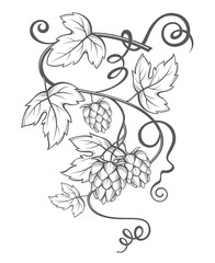 illustration of hops for brewing