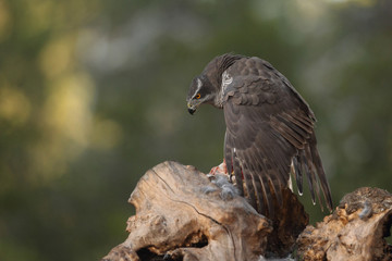 Eurasian goshawk