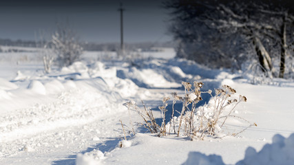 Winter road flowers