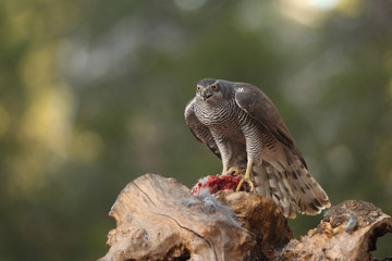 Eurasian goshawk