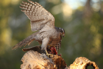 Eurasian goshawk