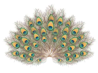 Fotobehang Peacock Tail Illustration © AnnaPa