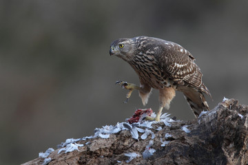 Eurasian goshawk