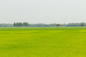 cornfield in thailand