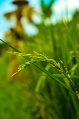 Rice Grain On The Stalk