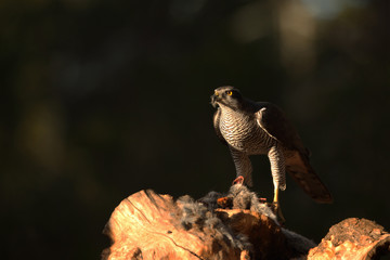 Eurasian goshawk