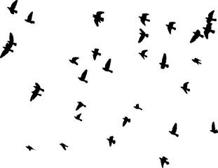 Fototapeta na wymiar flock of pigeons