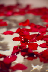 petals of red roses in a white bathroom with black tiles and gold taps