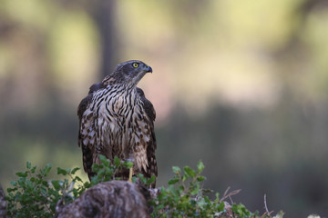 Eurasian Goshawk