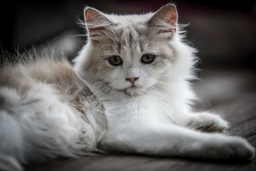 cat lay on the couch with dramatic tone