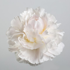 Peony flower gentle shades isolated on a gray background.