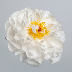Flower white peony with yellow middle, isolated on a gray background.