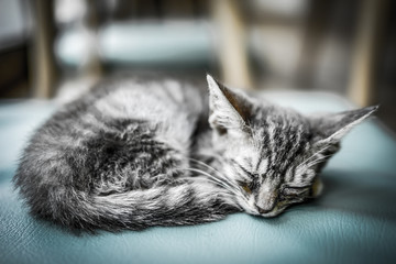 cat sleep on the couch with dramatic tone