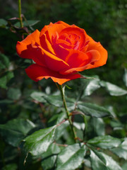 Orange rose  / Tropical Rose Garden 