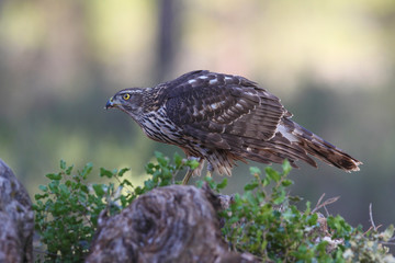 Eurasian Goshawk