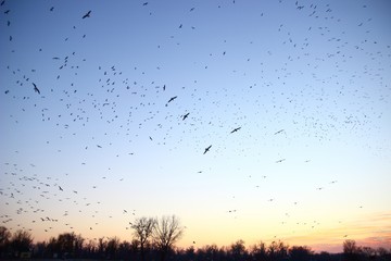 Flock of birds in flight 
