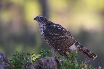 Eurasian Goshawk