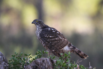 Eurasian Goshawk